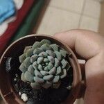 Echeveria minima Ліст