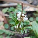 Cardamine hirsutaFlower