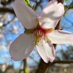 Prunus dulcis Floro