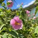 Kosteletzkya pentacarpos Flower