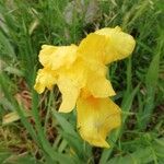 Iris barbatula Flower