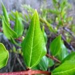 Coriaria myrtifolia Hoja