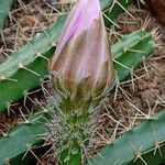 Echinocereus pentalophus Květ