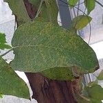 Eucalyptus camaldulensis Blad