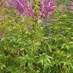 Cleome houtteana Leaf