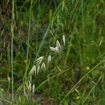 Avena sterilis Frucht