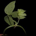 Dalechampia scandens Fruto