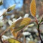 Amelanchier × lamarckii Лист