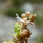 Sesamoides interrupta Flower