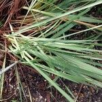 Gladiolus papilio Leaf