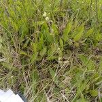 Cerastium semidecandrum Habit