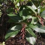Arbutus × andrachnoides Листок