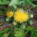 Centaurea acaulis फूल