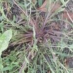 Podospermum laciniatum List