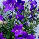 Platycodon grandiflorus Облик