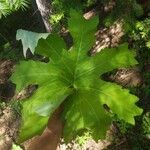 Petasites frigidus Φύλλο