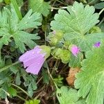 Malva moschata ഇല