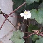 Cymbalaria muralis Celota