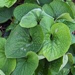 Brunnera macrophyllaЛіст