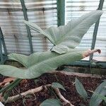 Philodendron hastatum Hoja