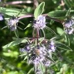 Nepeta hispanica Flower