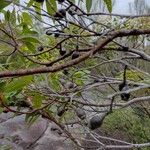 Corymbia gummifera Fruit