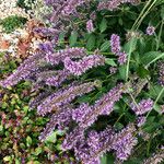 Agastache rugosa Hàbitat