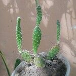 Opuntia maximaLiść