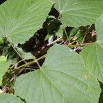 Vitis tiliifolia Blatt