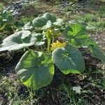 Cucurbita maxima Hábito