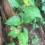 Stigmaphyllon ellipticum Hábito