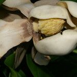 Magnolia gloriensis Plod