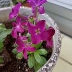 Matthiola incana Blüte