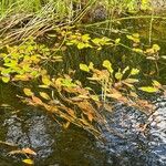 Potamogeton natans Habit