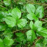 Rubus adscitus Övriga