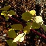 Rubus phoenicolasius Liść