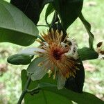 Passiflora pittieri Квітка