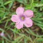 Linum pubescens फूल