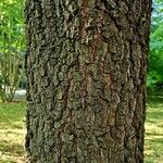 Quercus falcata Corteza
