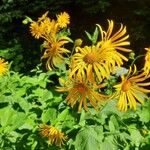 Doronicum austriacumFlor