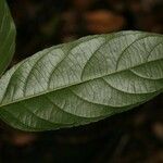 Ampelocera edentula Leaf