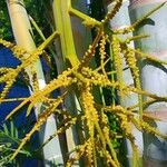 Dypsis lutescens Fiore