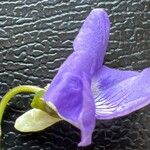 Viola riviniana Blomma