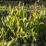 Canna glauca Leaf