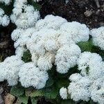 Ageratum houstonianum Flor
