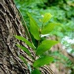 Ulmus pumila पत्ता