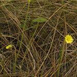 Pinguicula lutea Staniste