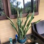 Sansevieria trifasciata ഇല