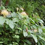 Hedychium ellipticum Habit