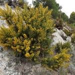 Ulex parviflorus موطن